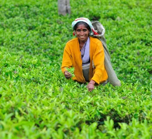 line-production-sri-lanka