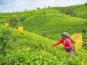 line-production-sri-lanka